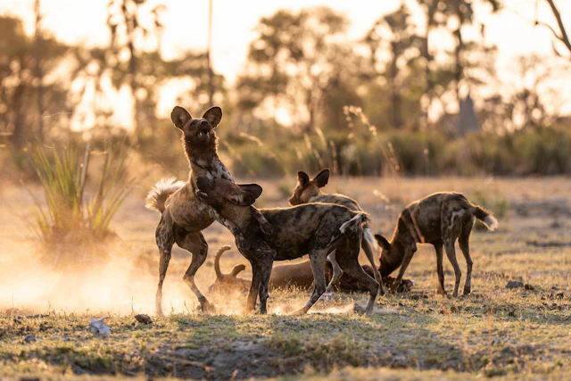 From Delta to Diving: Botswana & Mozambique