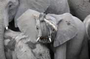 Wilderness Little Vumbura Elephant