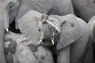 Wilderness Little Vumbura Elephant