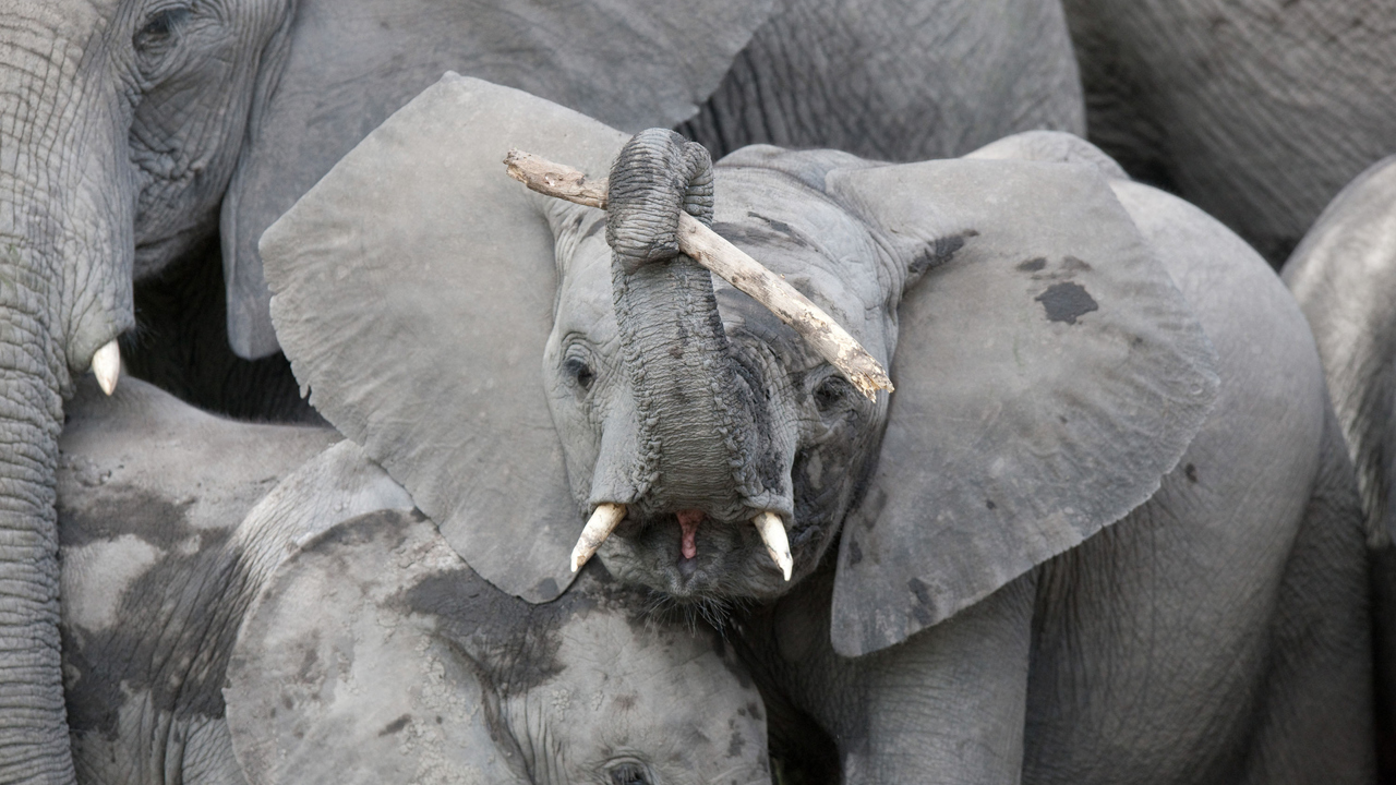 Wilderness Little Vumbura Elephant