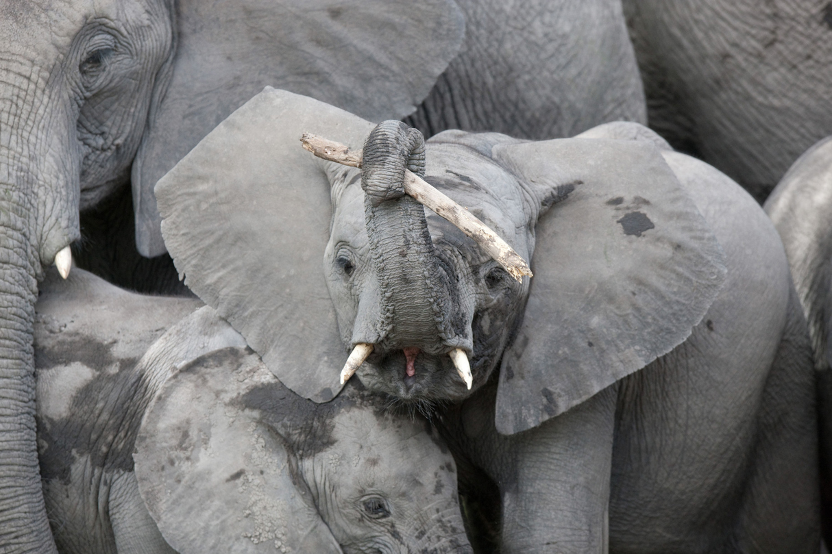 Wilderness Little Vumbura Elephant