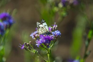 Butterfly seen resting on a purple flower in Ruckomechi Zimbabwe