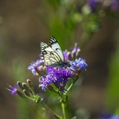 Butterfly seen resting on a purple flower in Ruckomechi Zimbabwe