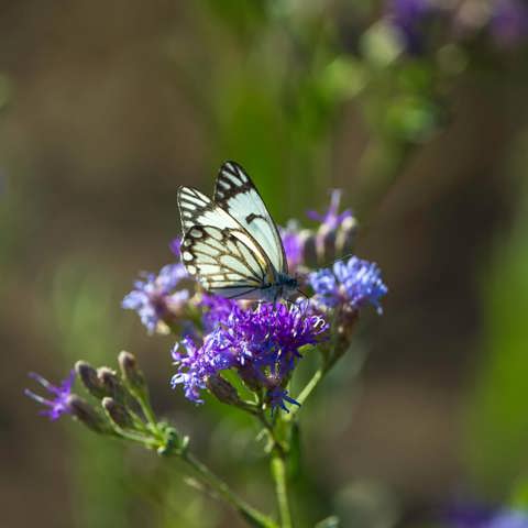 Butterfly seen resting on a purple flower in Ruckomechi Zimbabwe