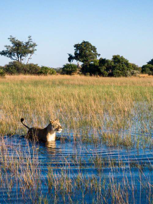 A lioness wading through the clear, shallow floodwaters and tall grass of the Okavango Delta under a bright blue sky, illustrating the unique habitat.