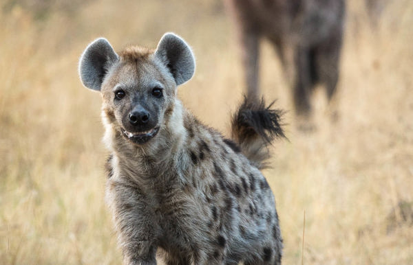 Wilderness Linyanti Tented Camp Botswana Wildlife Spotted Hyena
