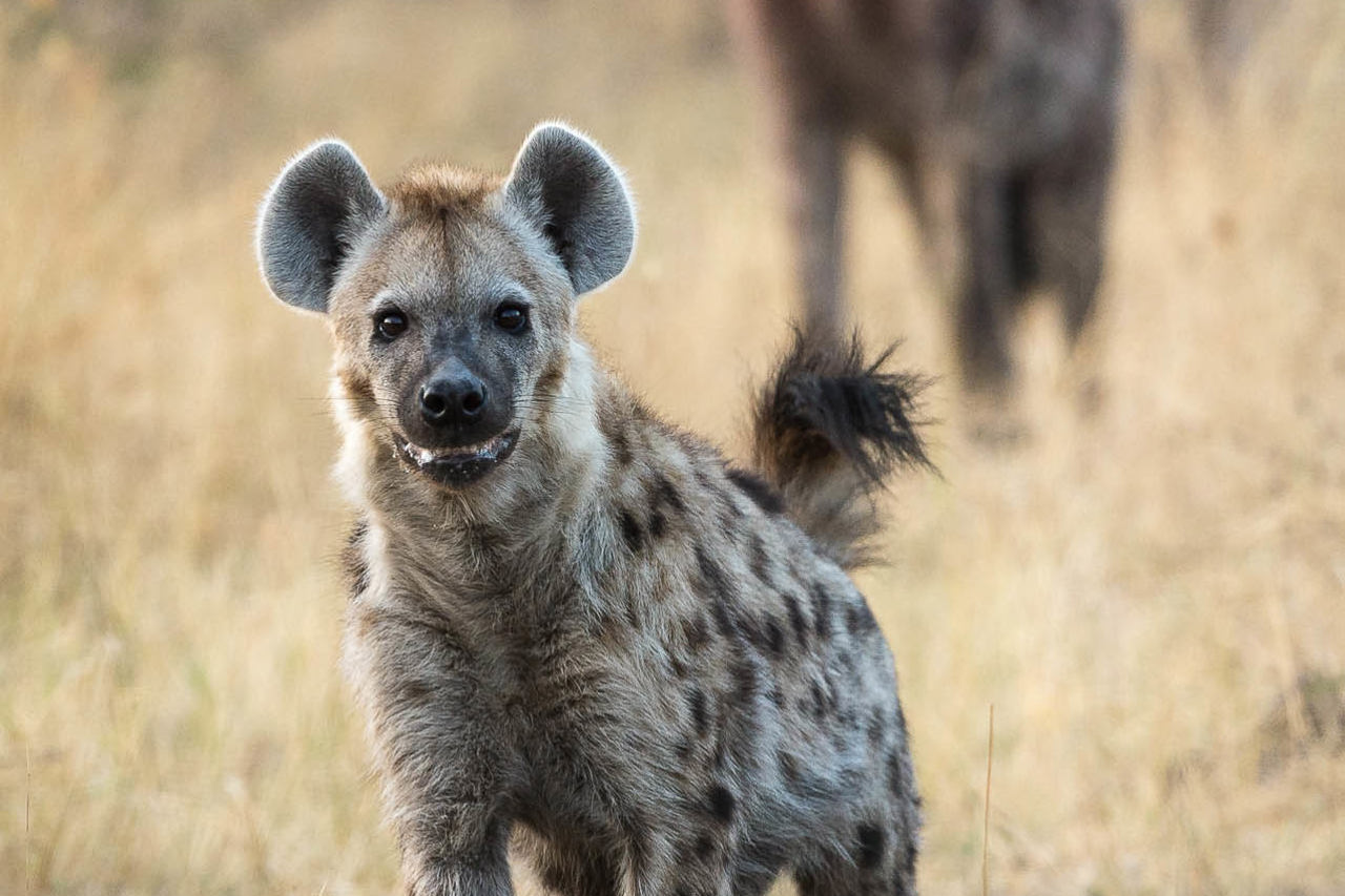 Wilderness Linyanti Tented Camp Botswana Wildlife Spotted Hyena