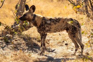 African Painted Dog at Wilderness vumbura Plains