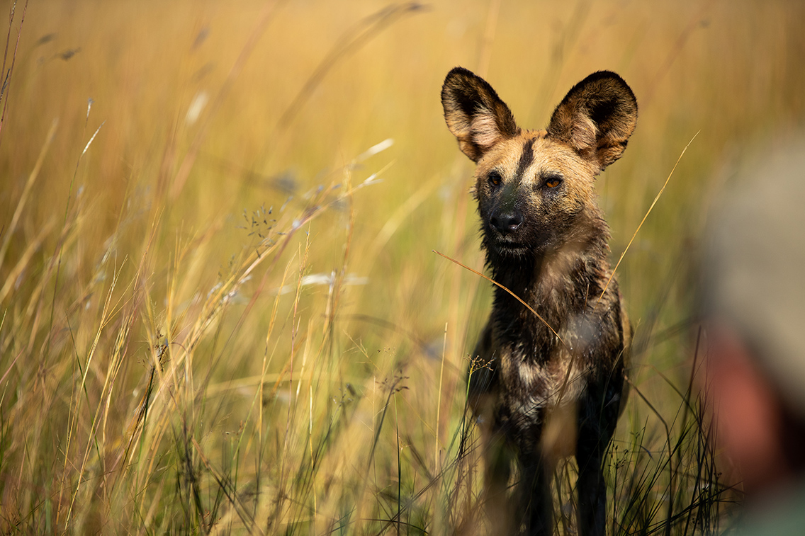 Wilderness Dumatau Botswana Wildlife Wild Dog