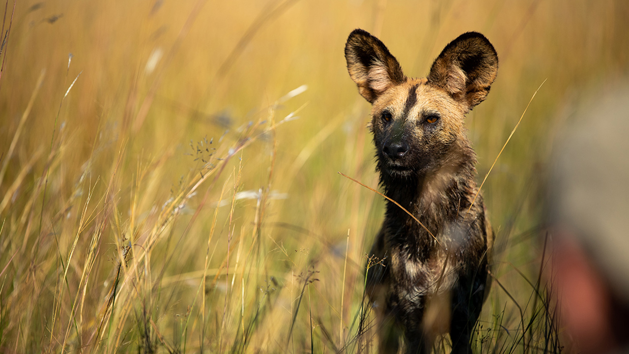Wilderness Dumatau Botswana Wildlife Wild Dog