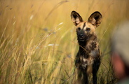 Wilderness Dumatau Botswana Wildlife Wild Dog