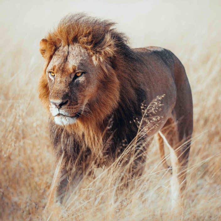 Wilderness Davisons Zimbabwe Gallery Lion