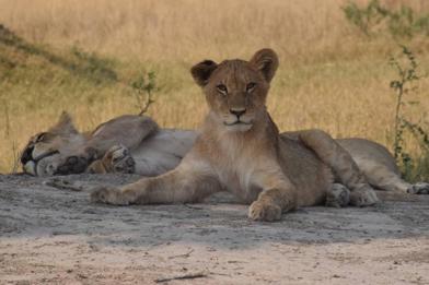Wilderness Qorokwe Botswana Lion cubs