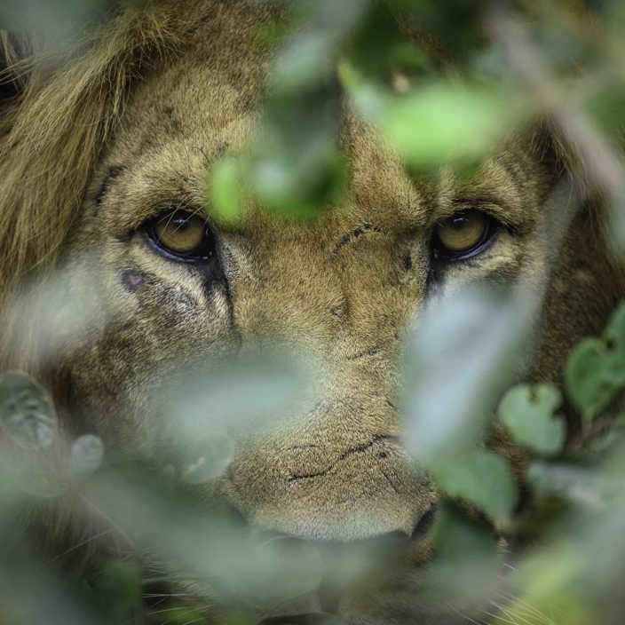 Wilderness Magashi Rwanda Wildlife Lion