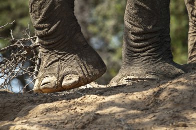 Wilderness Damaraland Camp Namibia Desert Elephant
