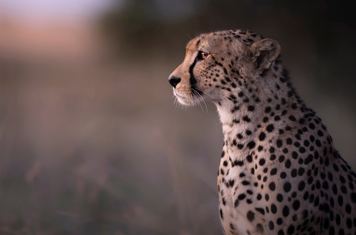Lone cheetah observing the open plains
