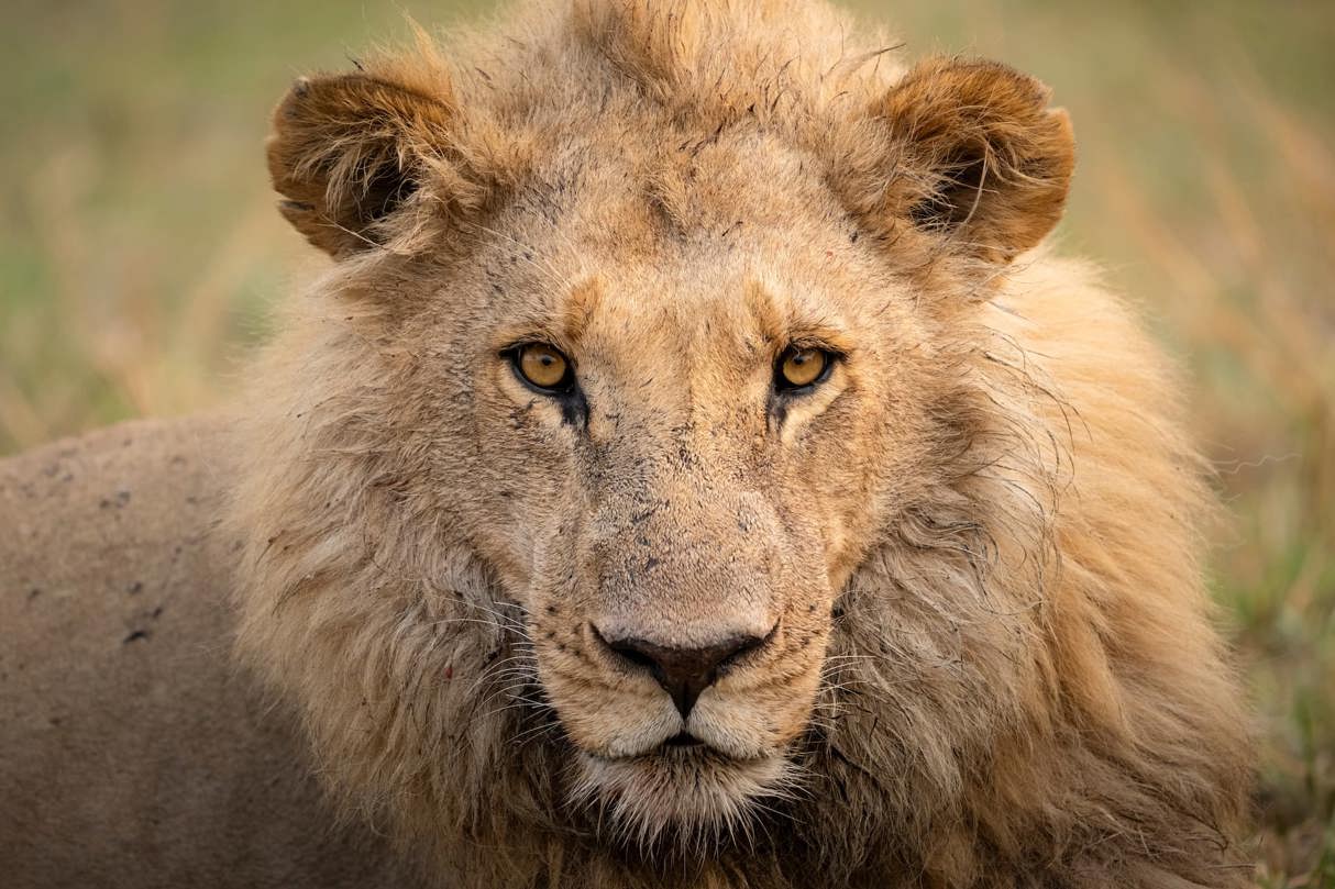 Young male lion at Wilderness Mombo