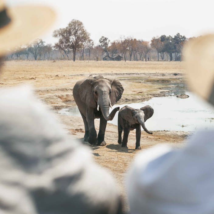 Wilderness Davisons Zimbabwe Elephant At Waterhole