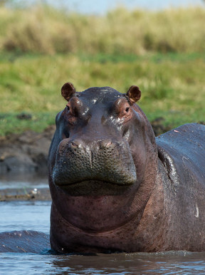 Hippo closeup standing with its head out of water