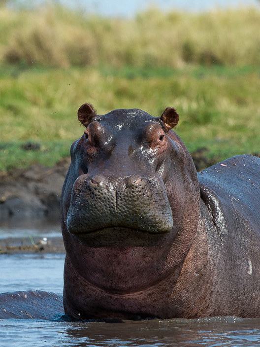 Hippo closeup standing with its head out of water