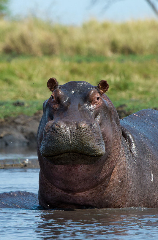 Hippo closeup standing with its head out of water