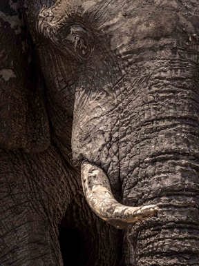 Close-up of elephant tusk at Wilderness Mokete