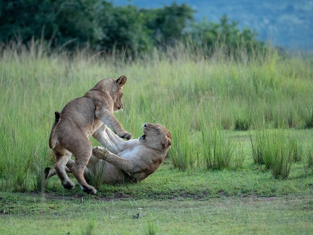 Wilderness Rwanda Wildlife Lions