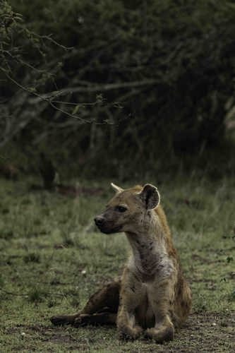 Wilderness Magashi Wildlife Spotted Hyena