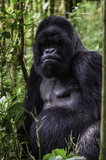 Wilderness Rwanda Wildlife Gorilla
