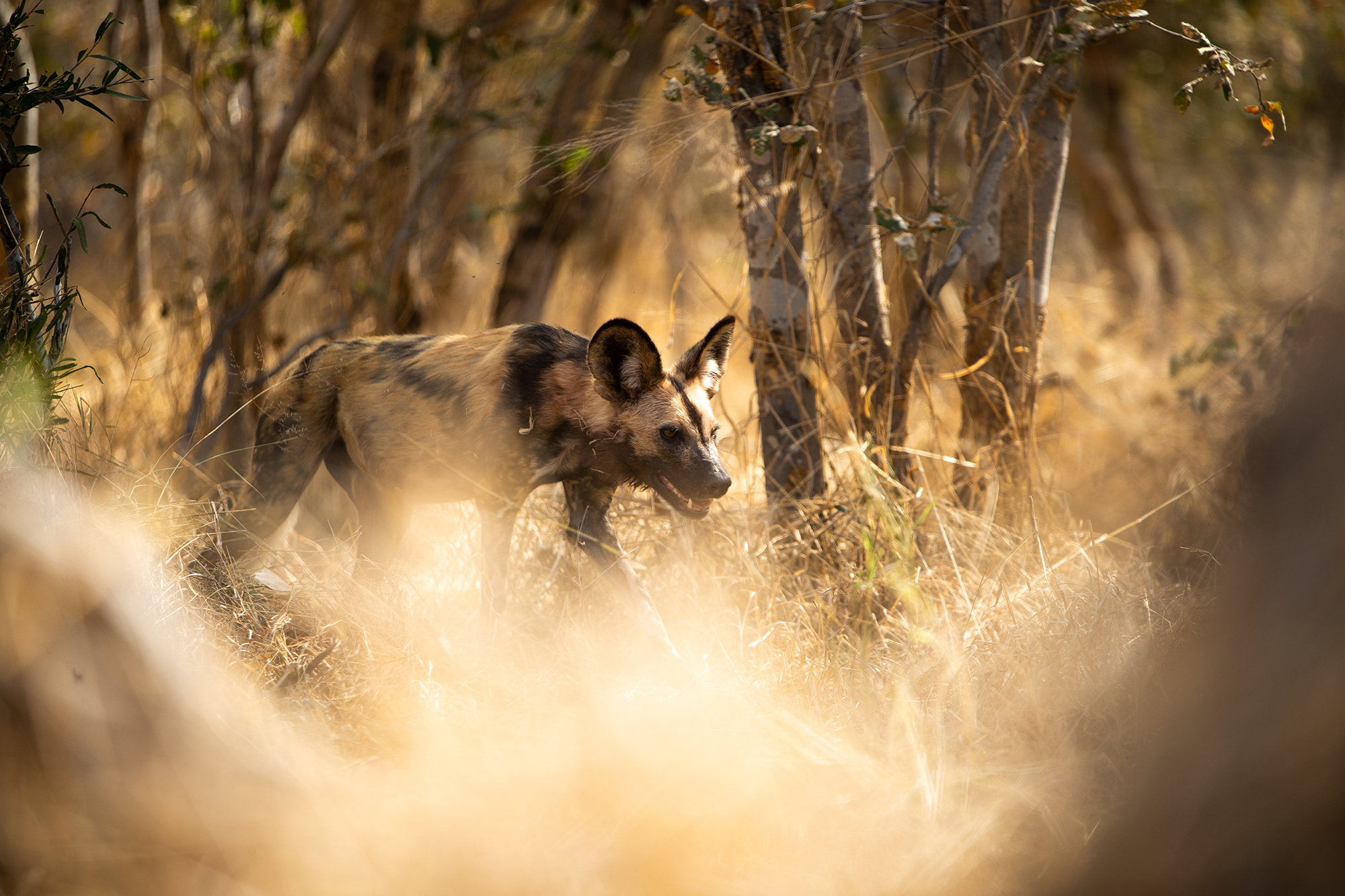 African wild dog stalking prey near Wilderness DumaTau