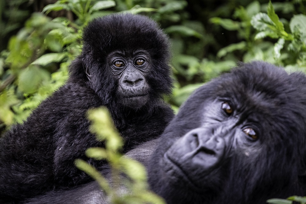 Wilderness Bisate Wildlife Gorilla