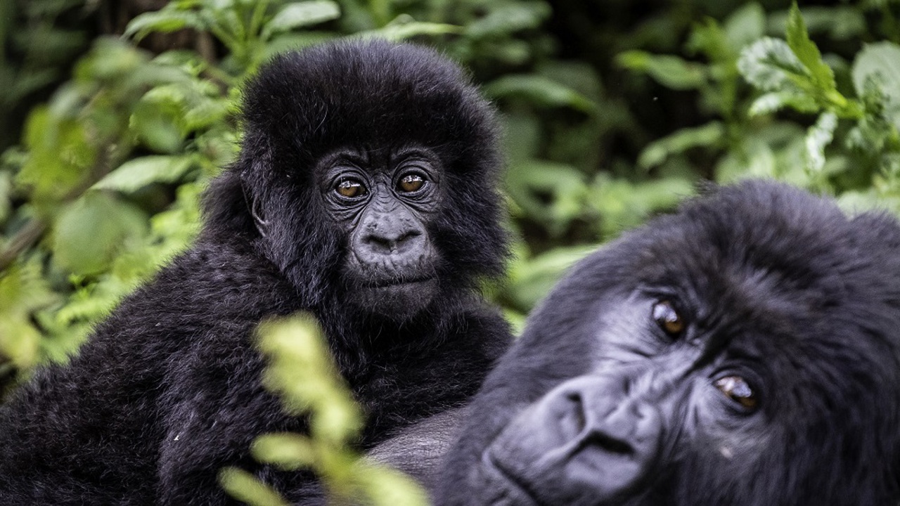 Wilderness Bisate Wildlife Gorilla
