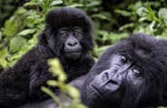 Wilderness Bisate Wildlife Gorilla