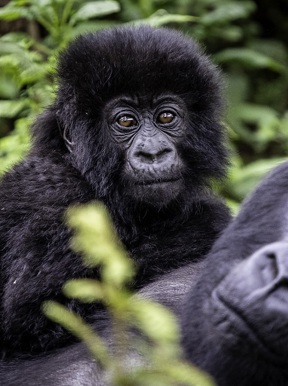 Wilderness Bisate Wildlife Gorilla