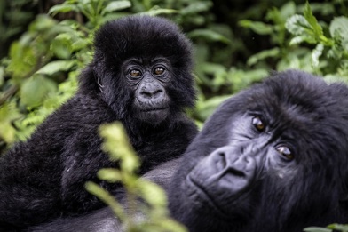 Wilderness Bisate Wildlife Gorilla