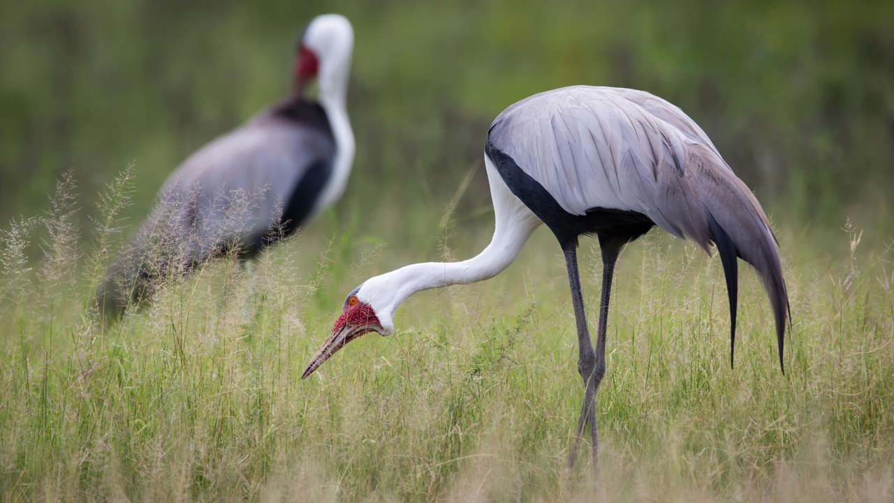 Wattled Crane IUCN threatend species at Mombo 