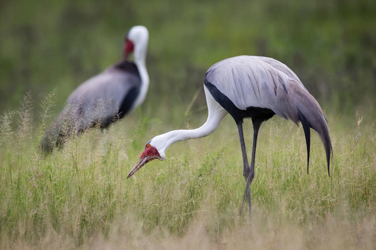 Wattled Crane IUCN threatend species at Mombo 