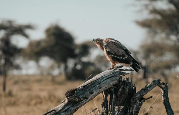 Bird of prey sitting on a dead tree