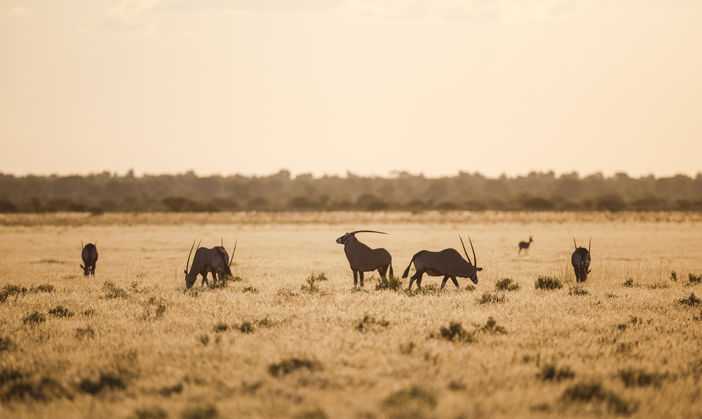 Wilderness Botswana Savannah