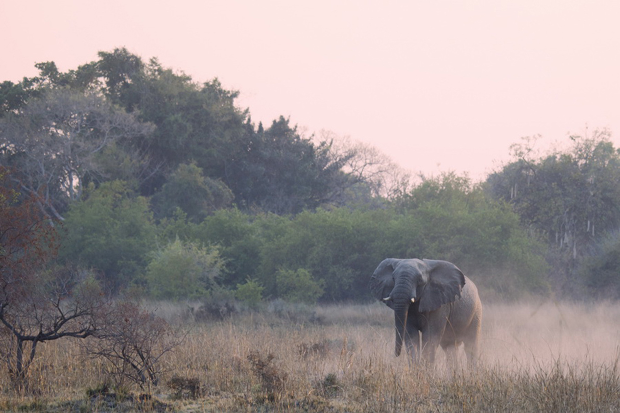 Wilderness Zambia landscape woodlands with an elephant passing through