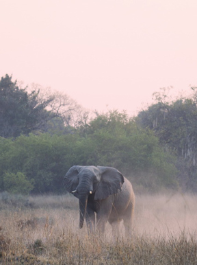 Wilderness Zambia landscape woodlands with an elephant passing through