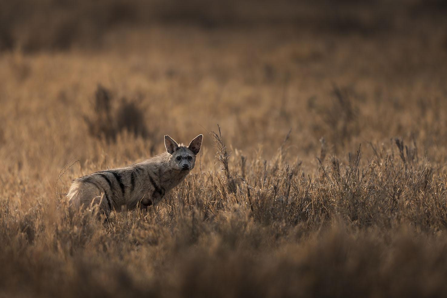 An incredible sighting of an Ardwolf photographed by Russel MacLaughlin
