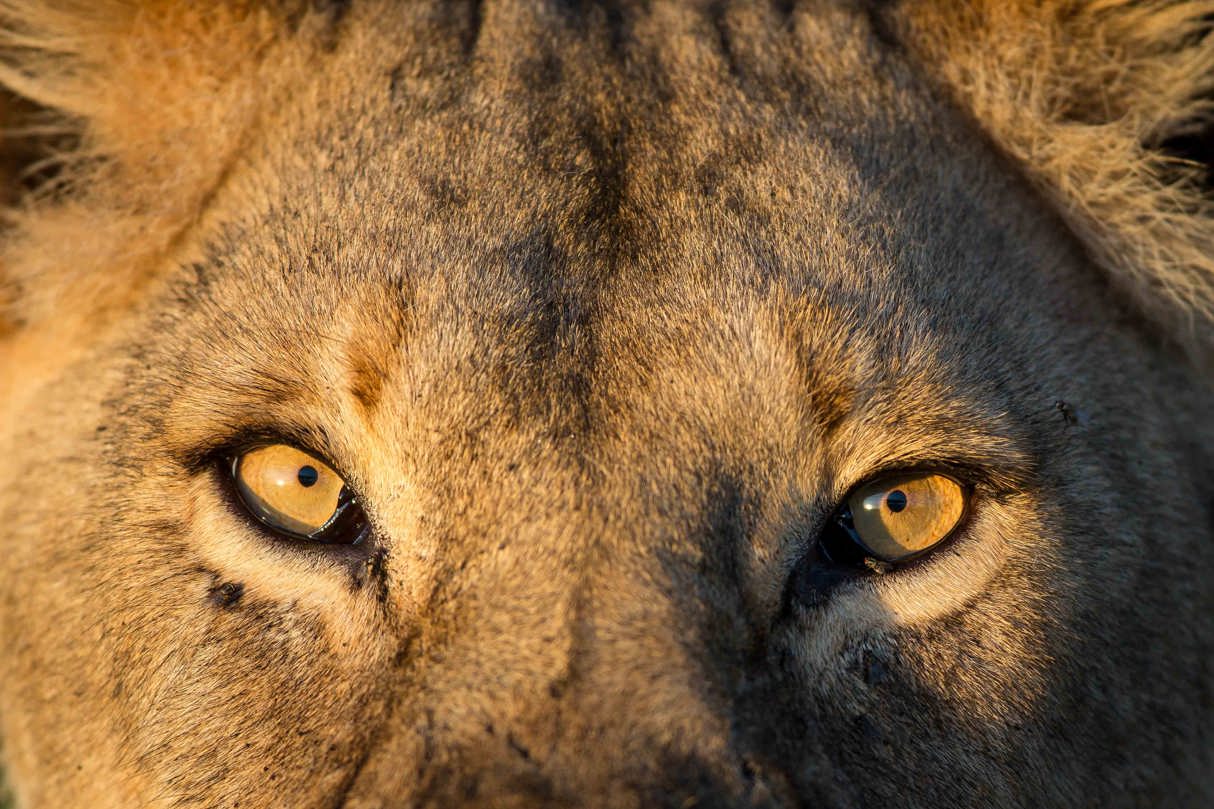 Wilderness Tanzania Lion Stare up-close