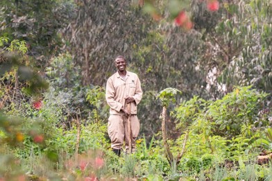 Farmer at the reforestation nursery at Wilderness Sabyinyo
