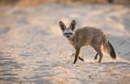 A Bat-eared Fox walking on sandy ground in the Okavango Delta savanna, highlighting its large ears and small, pointed face.