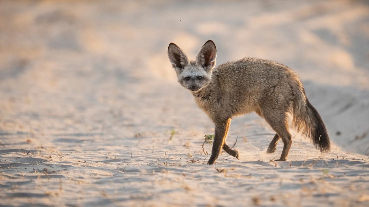 A Bat-eared Fox walking on sandy ground in the Okavango Delta savanna, highlighting its large ears and small, pointed face.
