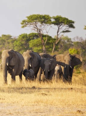 Wilderness Hwange Landscape Sparse Woodland