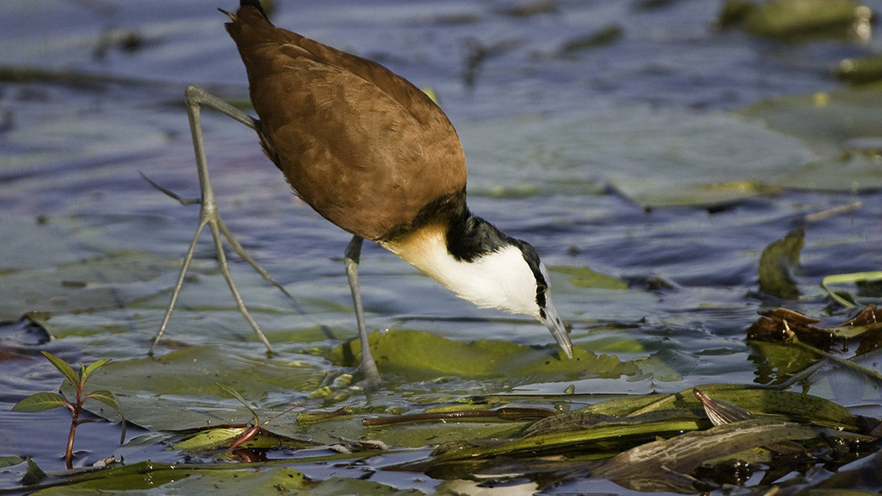 Wilderness Jacana Botswana Jacana Bird