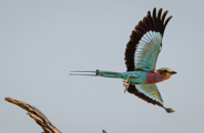 A classic Okavango sighting with vibrant plumage and an unmistakeable call