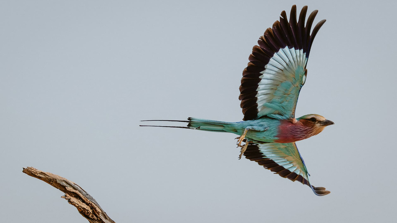 A classic Okavango sighting with vibrant plumage and an unmistakeable call